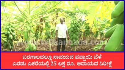 ಭೀಕರ ಬರದಲ್ಲೂ ಪಪ್ಪಾಯಿ ಬೆಳೆಸಿ ಲಕ್ಷಲಕ್ಷ ಆದಾಯದ ನಿರೀಕ್ಷೆಯಲ್ಲಿ ರೈತ!
