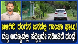 ಬಿಳಿಗಿರಿ ಟೈಗರ್ ರಿಸರ್ವ್ ಫಾರೆಸ್ಟ್​​ನಲ್ಲಿ ಗಾಂಜಾ ಘಮಲು: 292 ಗಿಡ ಪತ್ತೆ ಮಾಡಿದ ಅರಣ್ಯ ಇಲಾಖೆ