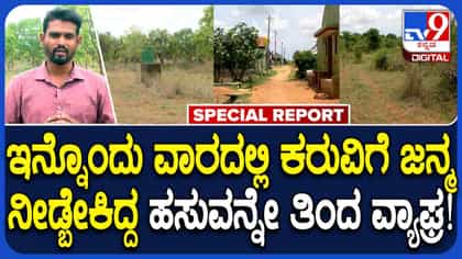 ಗರ್ಭಿಣಿ ಹಸುವನ್ನು ಅರ್ಧ ತಿಂದು ರೈತನನ್ನು ಬೆನ್ನಟ್ಟಿದ ಹುಲಿ