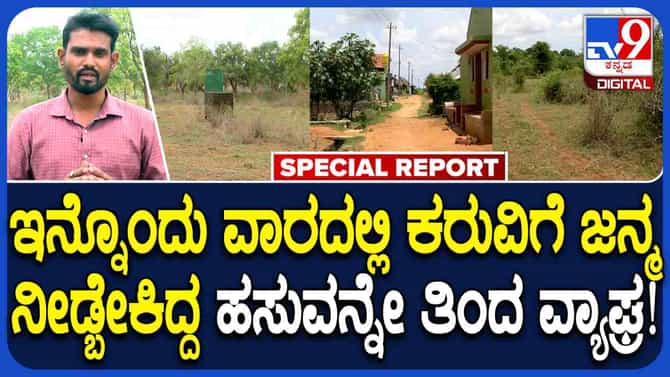 ಗರ್ಭಿಣಿ ಹಸುವನ್ನು ಅರ್ಧ ತಿಂದು ರೈತನನ್ನು ಬೆನ್ನಟ್ಟಿದ ಹುಲಿ