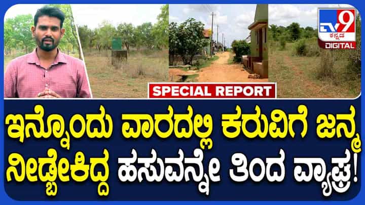 ಗರ್ಭಿಣಿ ಹಸುವನ್ನು ಅರ್ಧ ತಿಂದು ರೈತನನ್ನು ಬೆನ್ನಟ್ಟಿದ ಹುಲಿ, ಬೆಚ್ಚಿಬಿದ್ದ ಜನರು ಗರ್ಭಿಣಿ ಹಸುವನ್ನು ಅರ್ಧ ತಿಂದು ರೈತನನ್ನು ಬೆನ್ನಟ್ಟಿದ ಹುಲಿ, ಬೆಚ್ಚಿಬಿದ್ದ ಜನರು