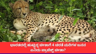 ಕೂನೋ ರಾಷ್ಟ್ರೀಯ ಉದ್ಯಾನವನದಲ್ಲಿ 4 ಚಿರತೆ ಮರಿಗಳ ಜನನ; ‘ಪ್ರಾಜೆಕ್ಟ್ ಚೀತಾ’ ಯೋಜನೆಯ ಹೊಸ ಮೈಲಿಗಲ್ಲು