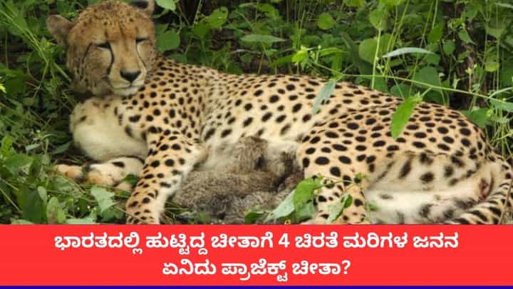 ಕೂನೋ ರಾಷ್ಟ್ರೀಯ ಉದ್ಯಾನವನದಲ್ಲಿ 4 ಚಿರತೆ ಮರಿಗಳ ಜನನ; ‘ಪ್ರಾಜೆಕ್ಟ್ ಚೀತಾ’ ಯೋಜನೆಯ ಹೊಸ ಮೈಲಿಗಲ್ಲು ಕೂನೋ ರಾಷ್ಟ್ರೀಯ ಉದ್ಯಾನವನದಲ್ಲಿ 4 ಚಿರತೆ ಮರಿಗಳ ಜನನ; ‘ಪ್ರಾಜೆಕ್ಟ್ ಚೀತಾ’ ಯೋಜನೆಯ ಹೊಸ ಮೈಲಿಗಲ್ಲು