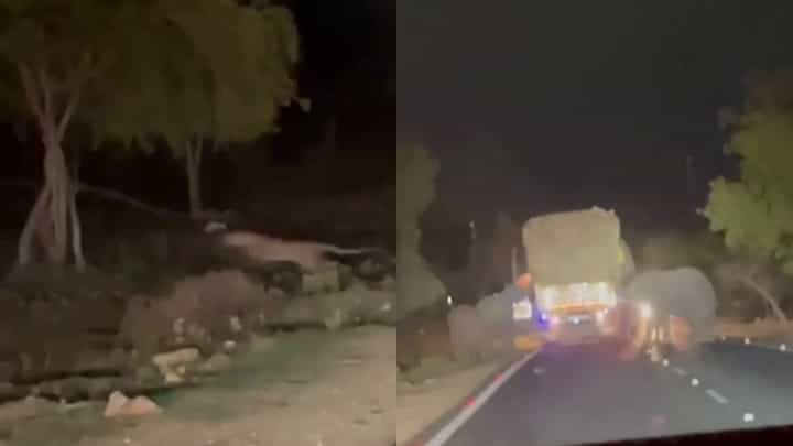 ಕಬ್ಬು ತುಂಬಿದ್ದ ಲಾರಿ ಅಡ್ಡಗಟ್ಟಿದ ಗಜಪಡೆ, ಛಂಗನೆ ನೆಗೆದು ರಸ್ತೆ ದಾಟಿದ ಬೃಹತ್ ಚಿರತೆ! ವಾಹನ ಸವಾರರು ಕಂಗಾಲು ಕಬ್ಬು ತುಂಬಿದ್ದ ಲಾರಿ ಅಡ್ಡಗಟ್ಟಿದ ಗಜಪಡೆ, ಛಂಗನೆ ನೆಗೆದು ರಸ್ತೆ ದಾಟಿದ ಬೃಹತ್ ಚಿರತೆ! ವಾಹನ ಸವಾರರು ಕಂಗಾಲು