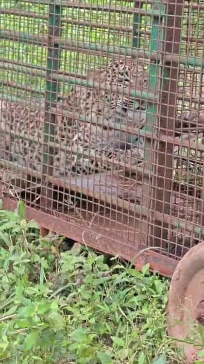 ಅರಕಲಗೂಡು: ಕೊನೆಗೂ ಬೋನಿಗೆ ಬಿತ್ತು ಕಾಟ ಕೊಡ್ತಿದ್ದ ಚಿರತೆ