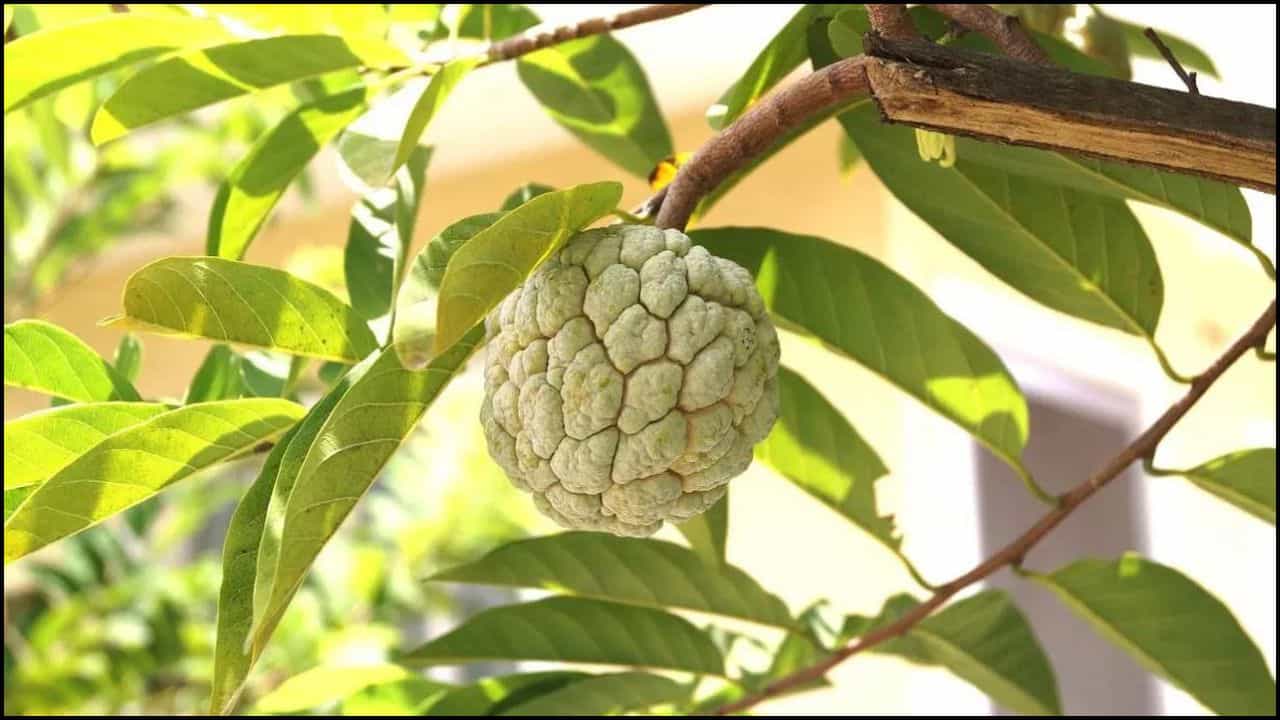 ಮನೆಯ ಮುಂದೆ ಸೀತಾಫಲ ಗಿಡ ನೆಡಬಾರದೇ? ವಾಸ್ತು ಶಾಸ್ತ್ರ ಹೇಳುವುದೇನು? ಮನೆಯ ಮುಂದೆ ಸೀತಾಫಲ ಗಿಡ ನೆಡಬಾರದೇ? ವಾಸ್ತು ಶಾಸ್ತ್ರ ಹೇಳುವುದೇನು?