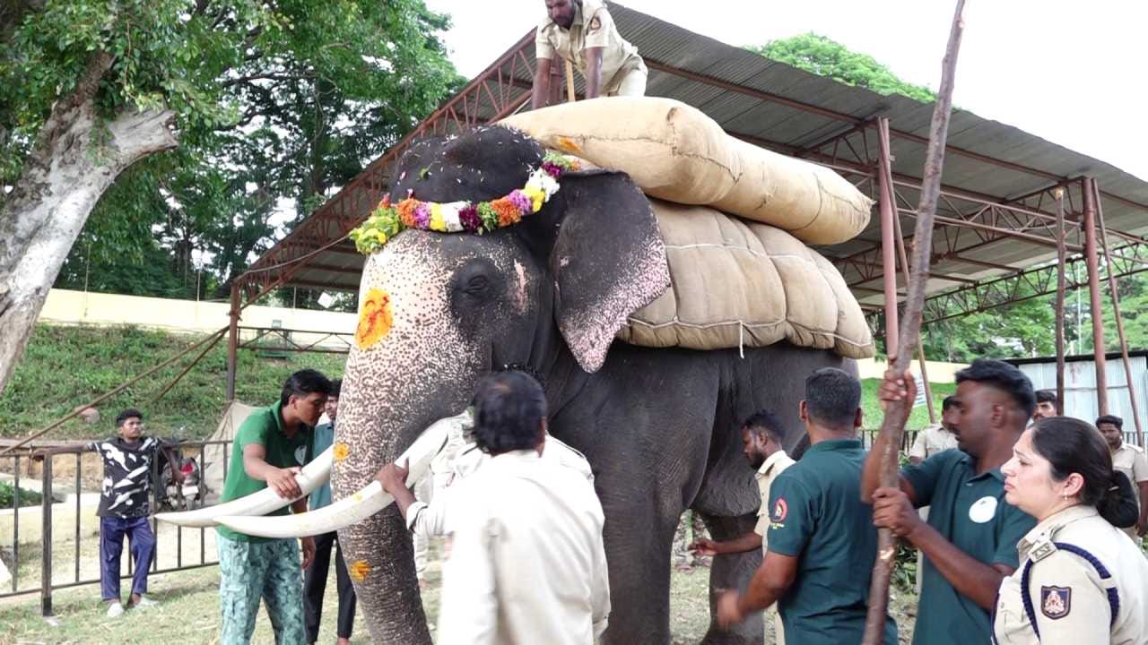 ತೂಕ ಹೊತ್ತ ಮಹೇಂದ್ರ ಆನೆ ಸೇರಿದಂತೆ ಗಜಪಡೆಯ ಎಲ್ಲಾ ಆನೆಗಳು ಮೊದಲ ದಿನದ ಹಂತದ ತಾಲೀಮಿನಲ್ಲಿ ಅತ್ಯಂತ ಶಿಸ್ತಿನಿಂದ ಭಾಗವಹಿಸಿದ್ದವು. ಅರಮನೆ ಅಂಗಳದಿಂದ ಹೊರಟು ಬನ್ನಿಮಂಟಪದವರೆಗೆ ರಾಜಗಾಂಭೀರ್ಯದ ನಡಿಗೆಯ ಮೂಲಕ ಯಶಸ್ವಿಯಾಗಿ ಹೆಜ್ಜೆ ಹಾಕಿ ಸೈ ಎನಿಸಿಕೊಂಡವು. ಮುಂಬರುವ ದಿನಗಳಲ್ಲಿ ಇನ್ನುಳಿದ ಆನೆಗಳಿಗೂ ಹಂತ ಹಂತವಾಗಿ ಭಾರ ಹೊರುವ ತಾಲೀಮು ಮುಂದುವರಿಯಲಿದೆ.