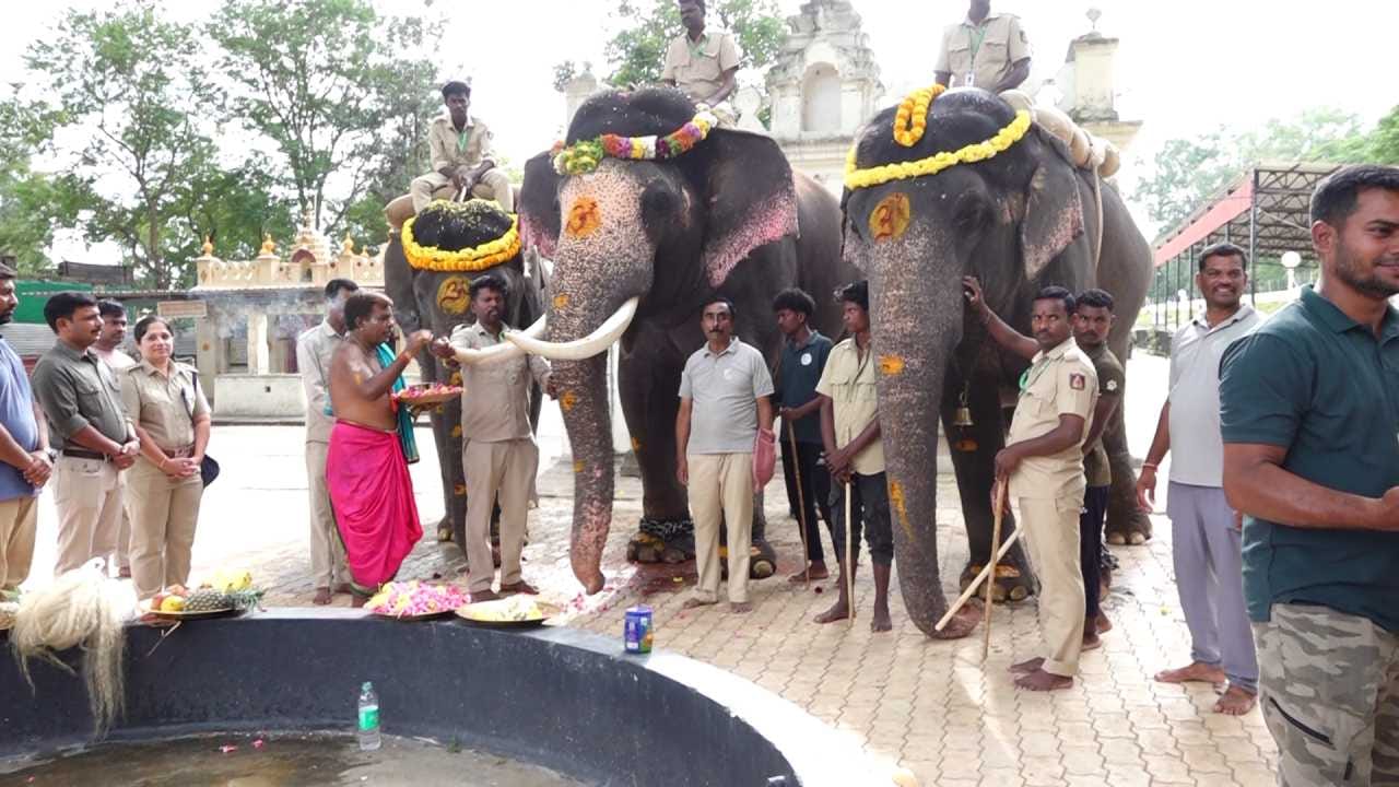 ವಿಶ್ವಪ್ರಸಿದ್ಧ ಮೈಸೂರು ದಸರಾ ಮಹೋತ್ಸವಕ್ಕೆ ದಿನಗಣನೆ ಶುರುವಾಗಿದ್ದು, ಕಾಡಿನಿಂದ ನಾಡಿಗೆ ಆಗಮಿಸಿರುವ ಗಜಪಡೆಗಳ ತಾಲೀಮು ಅತ್ಯಂತ ಜೋರಾಗಿ ಸಾಗಿದೆ. ಅರಮನೆ ಅಂಗಳದಲ್ಲಿ ಧಾರ್ಮಿಕ ವಿಧಿವಿಧಾನಗಳೊಂದಿಗೆ ವಿಶೇಷ ಪೂಜೆ ನೆರವೇರಿಸಿದ ಬಳಿಕ, ಜಂಬೂಸವಾರಿಯಲ್ಲಿ ಪಾಲ್ಗೊಳ್ಳುವ ಪ್ರಮುಖ ಆನೆಗಳಿಗೆ ಮೊದಲ ದಿನದ ಭಾರ ಹೊರಿಸುವ ತೂಕದ ತಾಲೀಮನ್ನು ಅಧಿಕೃತವಾಗಿ ಆರಂಭಿಸಲಾಗಿದೆ.