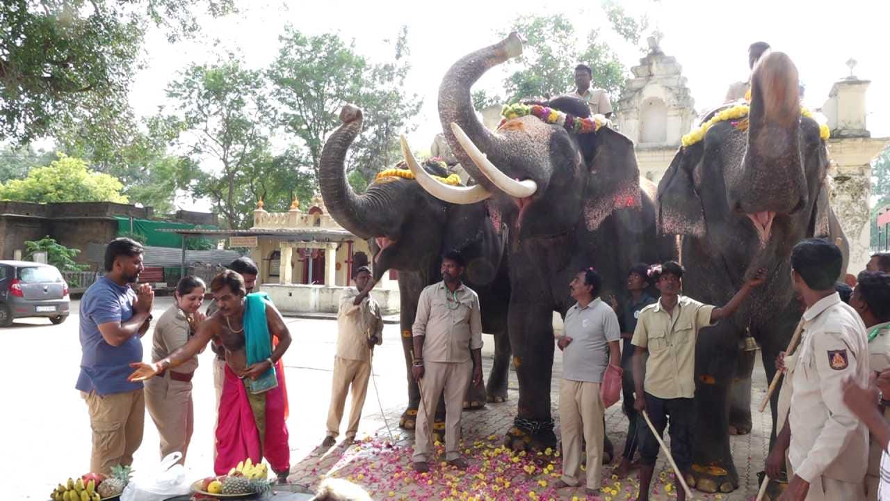 ಪ್ರಮುಖ ಆನೆ ಮಹೇಂದ್ರ ತೂಕದ ತಾಲೀಮಿನಲ್ಲಿ ಭಾಗವಹಿಸಿದರೆ, ಉಳಿದಂತೆ ಧನಂಜಯ, ಏಕಲವ್ಯ, ಪ್ರಶಾಂತ, ಗೋಪಿ, ಶ್ರೀರಾಮ, ಶ್ರೀಕಂಠ, ಲಕ್ಷ್ಮೀ ಹಾಗೂ ಕಾವೇರಿ ಆನೆಗಳು ಸಹ ಸಾಲಾಗಿ ಹೆಜ್ಜೆ ಹಾಕುವ ಮೂಲಕ ತಾಲೀಮಿನಲ್ಲಿ ಸಕ್ರಿಯವಾಗಿ ಭಾಗವಹಿಸಿದವು. ಸಾಂಪ್ರದಾಯಿಕ ಮಾರ್ಗದಲ್ಲಿ ಸಾಗಿದ ಈ ಆನೆಗಳು ಮೊದಲ ದಿನವೇ ನೆರೆದಿದ್ದ ಜನರ ಗಮನ ಸೆಳೆದವು.