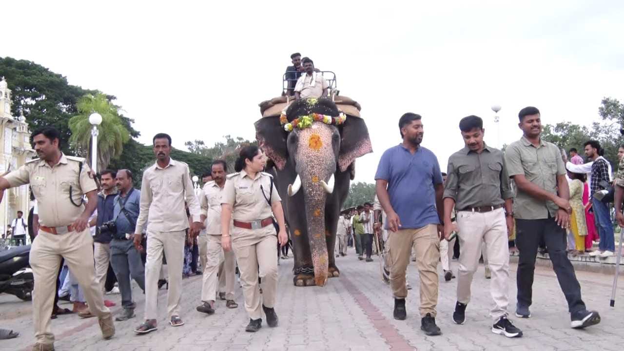 ಅರಣ್ಯ ಇಲಾಖೆಯ ಡಿಸಿಎಫ್ ಡಾ. ಪ್ರಭುಗೌಡ ಅವರ ನೇರ ಮಾರ್ಗದರ್ಶನದಲ್ಲಿ ಸಂಪೂರ್ಣ ತಾಲೀಮು ಪ್ರಕ್ರಿಯೆಯು ಅತ್ಯಂತ ಯಶಸ್ವಿಯಾಗಿ ನಡೆಯಿತು. ಆನೆಗಳ ಆರೋಗ್ಯ, ಆಹಾರಕ್ರಮ ಮತ್ತು ಮಾನಸಿಕ ಸ್ಥಿತಿಯನ್ನು ನಿರಂತರವಾಗಿ ಮೇಲ್ವಿಚಾರಣೆ ಮಾಡಲಾಗುತ್ತಿದ್ದು, ಮುಂಬರುವ ಜಂಬೂಸವಾರಿಗೆ ಗಜಪಡೆಯನ್ನು ಸಂಪೂರ್ಣವಾಗಿ ಸಜ್ಜುಗೊಳಿಸಲು ಅರಣ್ಯ ಇಲಾಖೆಯು ಎಲ್ಲ ರೀತಿಯ ಅಗತ್ಯ ಮುನ್ನೆಚ್ಚರಿಕಾ ಕ್ರಮಗಳನ್ನು ಕೈಗೊಂಡಿದೆ.
