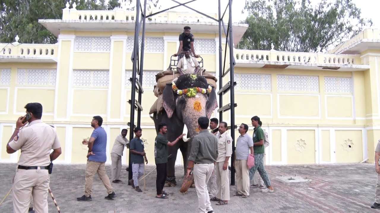 ಈ ಬಾರಿಯ ದಸರಾ ಜಂಬೂಸವಾರಿಯಲ್ಲಿ ಹಿರಿಯ ಆನೆ ಅಭಿಮನ್ಯುವಿನ ನಂತರ ಚಿನ್ನದ ಅಂಬಾರಿಯನ್ನು ಯಾರು ಹೊರಲಿದ್ದಾರೆ ಎಂಬ ಕುತೂಹಲ ಸಾರ್ವಜನಿಕರಲ್ಲಿ ಮನೆ ಮಾಡಿದೆ. ಗಜಪಡೆಯಲ್ಲಿರುವ ಎಲ್ಲಾ ಆನೆಗಳ ತಾಲೀಮು ಮತ್ತು ದೈಹಿಕ ಸಾಮರ್ಥ್ಯದ ಪರೀಕ್ಷೆ ಪೂರ್ಣಗೊಂಡ ನಂತರವೇ ಅಂಬಾರಿ ಹೊರುವ ಆನೆಯ ಬಗ್ಗೆ ಅಂತಿಮ ನಿರ್ಧಾರ ಕೈಗೊಳ್ಳಲಾಗುವುದು ಎಂದು ಅಧಿಕಾರಿಗಳು ತಿಳಿಸಿದ್ದಾರೆ.