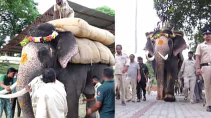 ಮೈಸೂರು ದಸರಾ ಗಜಪಡೆಯ ತಾಲೀಮಿನ ಆಕರ್ಷಕ ಚಿತ್ರಗಳು ಇಲ್ಲಿವೆ!
