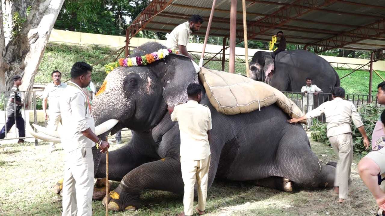 ದಸರಾ ಜಂಬೂಸವಾರಿಯ ಮೆರವಣಿಗೆಯಲ್ಲಿ ಆನೆಗಳು ಭಾರ ಹೊರುವ ಸಾಮರ್ಥ್ಯ, ಅವುಗಳ ದೈಹಿಕ ಕ್ಷಮತೆ ಹಾಗೂ ಮಾವುತರ ಸೂಚನೆಗೆ ತಾಲೀಮಿನಲ್ಲಿ ಸ್ಪಂದಿಸುವ ರೀತಿಯನ್ನು ಪರೀಕ್ಷಿಸುವ ನಿಟ್ಟಿನಲ್ಲಿ ಈ ತೂಕದ ತಾಲೀಮು ಅತ್ಯಂತ ಮಹತ್ವ ಪಡೆದುಕೊಂಡಿದೆ. ಮೊದಲ ದಿನವೇ ಮಹೇಂದ್ರ ಆನೆಯು ಯಾವುದೇ ಗಲಿಬಿಲಿ ಇಲ್ಲದೆ ಅತ್ಯಂತ ಗಂಭೀರವಾಗಿ ಹೆಜ್ಜೆ ಹಾಕಿ ಯಶಸ್ವಿಯಾಗಿದೆ.