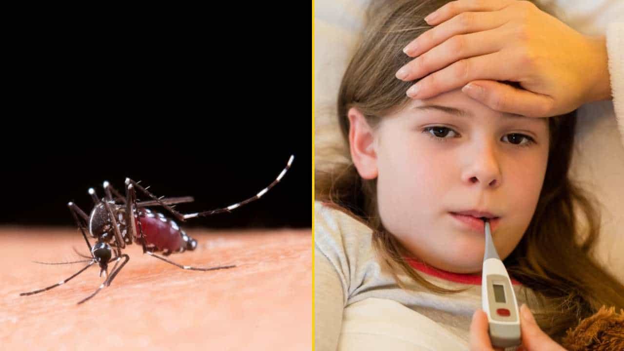 Dengue: ಜ್ವರ ಇಲ್ಲದಿದ್ದರೂ ಡೆಂಗ್ಯೂ ಬರಬಹುದೇ? ಈ ಲಕ್ಷಣಗಳನ್ನು ನಿರ್ಲಕ್ಷಿಸಬೇಡಿ Dengue: ಜ್ವರ ಇಲ್ಲದಿದ್ದರೂ ಡೆಂಗ್ಯೂ ಬರಬಹುದೇ? ಈ ಲಕ್ಷಣಗಳನ್ನು ನಿರ್ಲಕ್ಷಿಸಬೇಡಿ