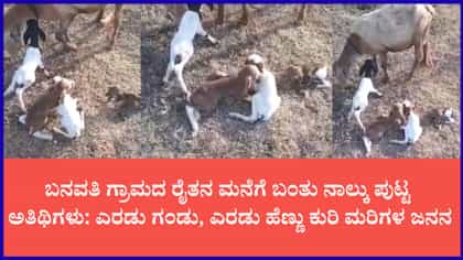 ಒಂದೇ ಬಾರಿಗೆ 4 ಮರಿಗಳಿಗೆ ಜನ್ಮ ನೀಡಿದ ನಾಟಿ ಕುರಿ
