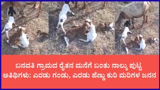 ದೊಡ್ಡಬಳ್ಳಾಪುರದಲ್ಲಿ ಅಪರೂಪದ ಘಟನೆ: ಒಂದೇ ಬಾರಿಗೆ 4 ಮರಿಗಳಿಗೆ ಜನ್ಮ ನೀಡಿದ ನಾಟಿ ಕುರಿ
