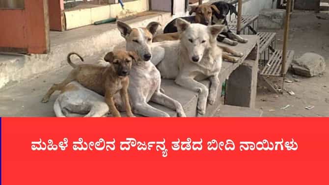 ಮಾನಸಿಕ ಅಸ್ವಸ್ಥ ಮಹಿಳೆ ಮೇಲಿನ ದೌರ್ಜನ್ಯ ತಡೆದ ಬೀದಿ ನಾಯಿ