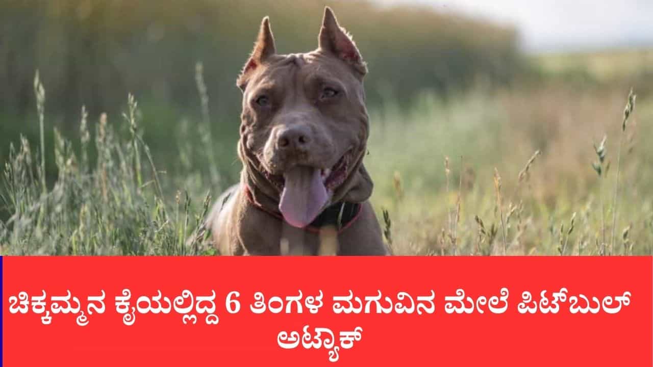 ಚಿಕ್ಕಮ್ಮನ ಕೈಯಲ್ಲಿದ್ದ 6 ತಿಂಗಳ ಮಗುವಿನ ಮೇಲೆ ಪಿಟ್ಬುಲ್ ಅಟ್ಯಾಕ್ ಚಿಕ್ಕಮ್ಮನ ಕೈಯಲ್ಲಿದ್ದ 6 ತಿಂಗಳ ಮಗುವಿನ ಮೇಲೆ ಪಿಟ್ಬುಲ್ ಅಟ್ಯಾಕ್