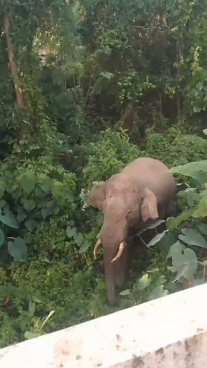 ಉಜಿರೆ ಕಾಲೇಜಿನ ಎದುರೇ ಬಂತು ಕಾಡಾನೆ!