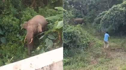 ಒಂಟಿ ಸಲಗ ಪ್ರತ್ಯಕ್ಷ: ಕಾರ್ಯಾಚರಣೆ ವೇಳೆ ಕಾಡಾನೆ ಗುಂಡೇಟು ತಗುಲಿರುವ ಶಂಕೆ
