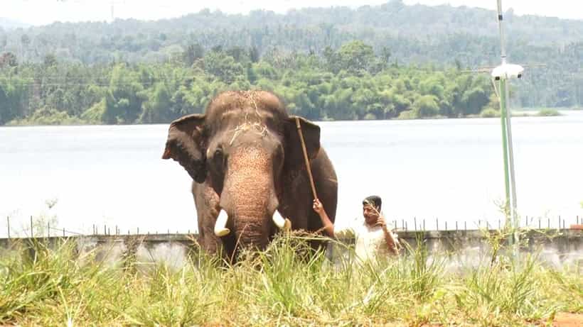 5 ತಿಂಗಳ ಬಳಿಕ ಪ್ರವಾಸಿಗರಿಗೆ ಓಪನ್ ಆಯ್ತು ಹಾರಂಗಿ, ಮತ್ತಿಗೋಡು ಆನೆ ಶಿಬಿರ: ಕಟ್ಟುನಿಟ್ಟಿನ ರೂಲ್ಸ್ ಜಾರಿ!