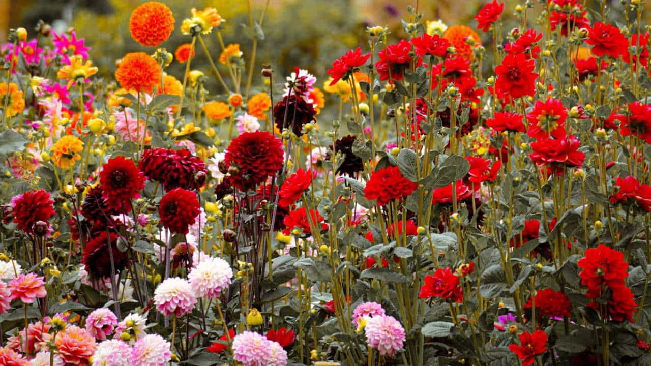 Garden Tips: ಗಿಡ ಚೆನ್ನಾಗಿ ಬೆಳೆದರೂ ಹೂ ಬಿಡುತ್ತಿಲ್ಲವೇ? ಈ ಕಾರಣಗಳಿರಬಹುದು Garden Tips: ಗಿಡ ಚೆನ್ನಾಗಿ ಬೆಳೆದರೂ ಹೂ ಬಿಡುತ್ತಿಲ್ಲವೇ? ಈ ಕಾರಣಗಳಿರಬಹುದು