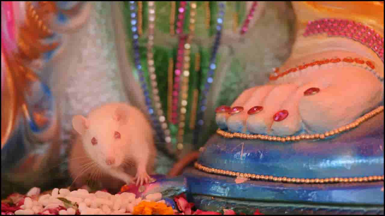 ಗಣೇಶ ಚತುರ್ಥಿ ವಿಶೇಷ: ಹಬ್ಬದ ದಿನಗಳಲ್ಲಿ ಇಲಿ ಕಾಣಿಸಿಕೊಂಡರೆ ಅದೃಷ್ಟವೇ? ಶಾಸ್ತ್ರಗಳು ಹೇಳುವುದೇನು?