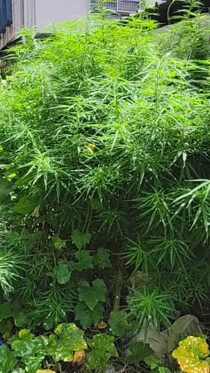 ಡಿವೈಎಸ್ಪಿ ಕಚೇರಿಯ ಸಮೀಪವೇ ಗಾಂಜಾ ಗಿಡ ಪತ್ತೆ!