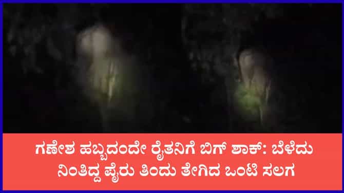 ಗಣೇಶ ಚತುರ್ಥಿಯಂದೇ ಗಜರಾಜನ ಎಂಟ್ರಿ