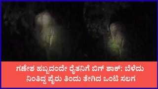 ಗಣೇಶ ಚತುರ್ಥಿಯಂದೇ ಗಜರಾಜನ ಎಂಟ್ರಿ: ಬೊಬ್ಬೆ ಹೊಡೆದ್ರೂ ಜಗ್ಗದ ಆನೆ, ಕಣ್ಣೀರಿಟ್ಟ ಅನ್ನದಾತ
