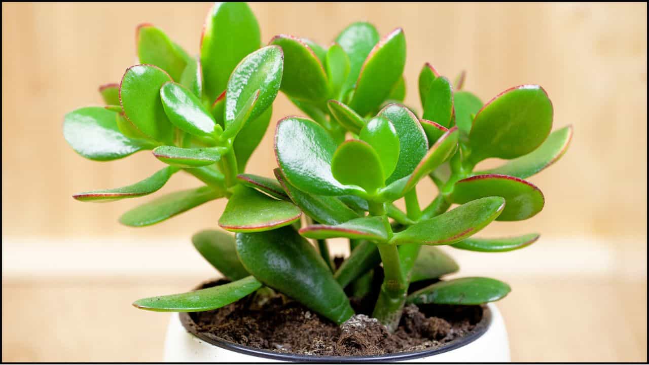 Vastu Tips: ಮನಿ ಪ್ಲಾಂಟ್‌ಗಿಂತಲೂ ಪವರ್‌ಫುಲ್ ಈ ಗಿಡ; ಮನೆಯಲ್ಲಿದ್ದರೆ ಕುಬೇರನ ಕೃಪೆಯಿಂದ ಅದೃಷ್ಟ ಖುಲಾಯಿಸುವುದು ಖಚಿತ!