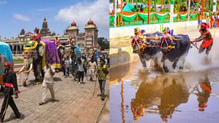 ಮೈಸೂರು ದಸರಾಗೆ ಕರಾವಳಿಯ ಕಂಬಳದ ಮೆರುಗು: ಸಾಂಪ್ರದಾಯಿಕ ಕ್ರೀಡಾ ವೈಭವಕ್ಕೆ ಸಕಲ ಸಿದ್ಧತೆ