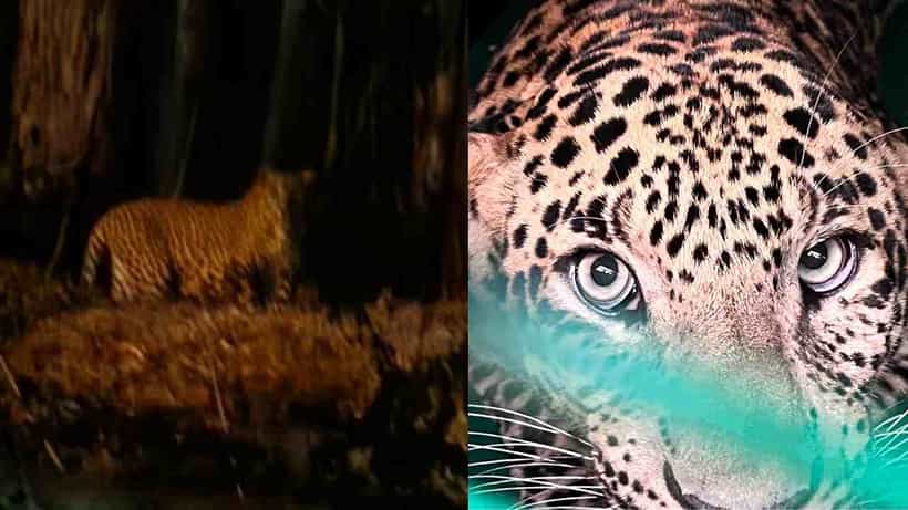 ಒಂದೇ ಏರಿಯಾ, ಬೇರೆ ಸ್ಥಳ: ಬೆಂಗಳೂರಿನ ಜನತೆಗೂ ಶುರುವಾಯ್ತು ಚಿರತೆ ಕಾಟ