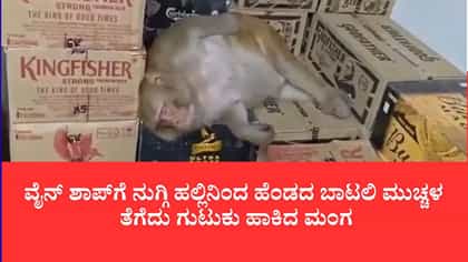 ವೈನ್ ಶಾಪ್​ಗೆ ನುಗ್ಗಿ ಮದ್ಯ ಸೇವಿಸಿದ ಮಂಗ