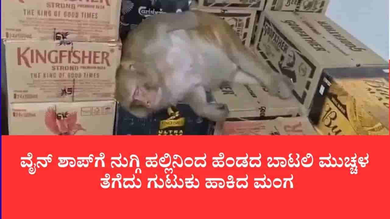 ಬಿಸ್ಕತ್ತು ಬೇಡ, ನಂಗೆ ಮದ್ಯವೇ ಬೇಕು: ವೈನ್ ಶಾಪ್ಗೆ ನುಗ್ಗಿ ಹಲ್ಲಿನಿಂದ ಹೆಂಡದ ಬಾಟಲಿ ಮುಚ್ಚಳ ತೆಗೆದು ಗುಟುಕು ಹಾಕಿದ ಮಂಗ