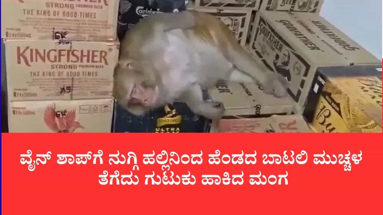 ಬಿಸ್ಕತ್ತು ಬೇಡ, ನಂಗೆ ಮದ್ಯವೇ ಬೇಕು: ವೈನ್ ಶಾಪ್ಗೆ ನುಗ್ಗಿ ಹಲ್ಲಿನಿಂದ ಹೆಂಡದ ಬಾಟಲಿ ಮುಚ್ಚಳ ತೆಗೆದು ಗುಟುಕು ಹಾಕಿದ ಮಂಗ ಬಿಸ್ಕತ್ತು ಬೇಡ, ನಂಗೆ ಮದ್ಯವೇ ಬೇಕು: ವೈನ್ ಶಾಪ್ಗೆ ನುಗ್ಗಿ ಹಲ್ಲಿನಿಂದ ಹೆಂಡದ ಬಾಟಲಿ ಮುಚ್ಚಳ ತೆಗೆದು ಗುಟುಕು ಹಾಕಿದ ಮಂಗ