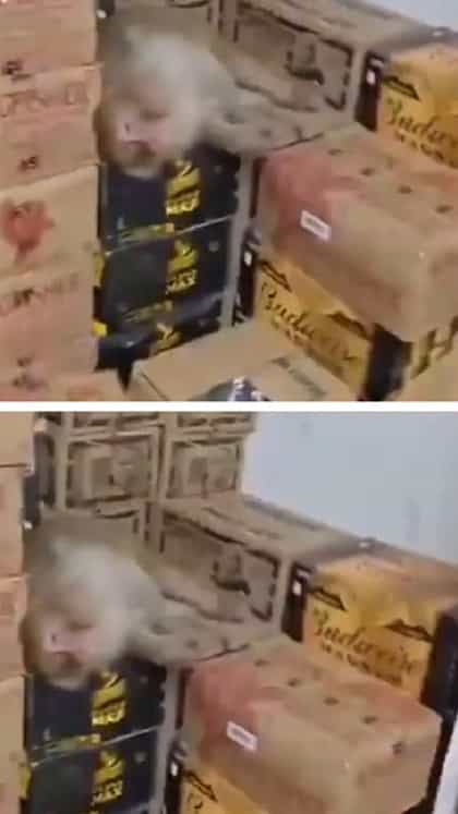 ಬಾರ್​​ಗೆ ನುಗ್ಗಿ ಅರ್ಧ ಬಾಟಲಿ ವೈನ್ ಕುಡಿದು ಪ್ರಜ್ಞೆ ತಪ್ಪಿ ಬಿದ್ದ ಕೋತಿ!