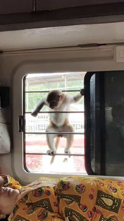 ರೈಲಿನ ಕಿಟಕಿಯಿಂದಲೇ ಕೈಹಾಕಿ ತಿಂಡಿ ಕದ್ದ ಚಾಲಾಕಿ ಕೋತಿ