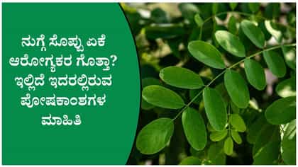 ನುಗ್ಗೆ ಸೊಪ್ಪು ಏಕೆ ಆರೋಗ್ಯಕರ ಗೊತ್ತಾ?