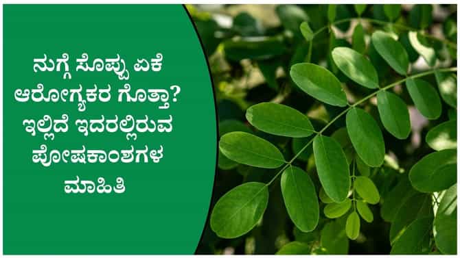 ನುಗ್ಗೆ ಸೊಪ್ಪು ಏಕೆ ಆರೋಗ್ಯಕರ ಗೊತ್ತಾ?