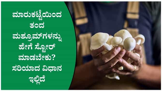 ಮಶ್ರೂಮ್‌ಗಳನ್ನು ಹೆಚ್ಚು ದಿನ ತಾಜಾ ಇಡುವ ವಿಧಾನ