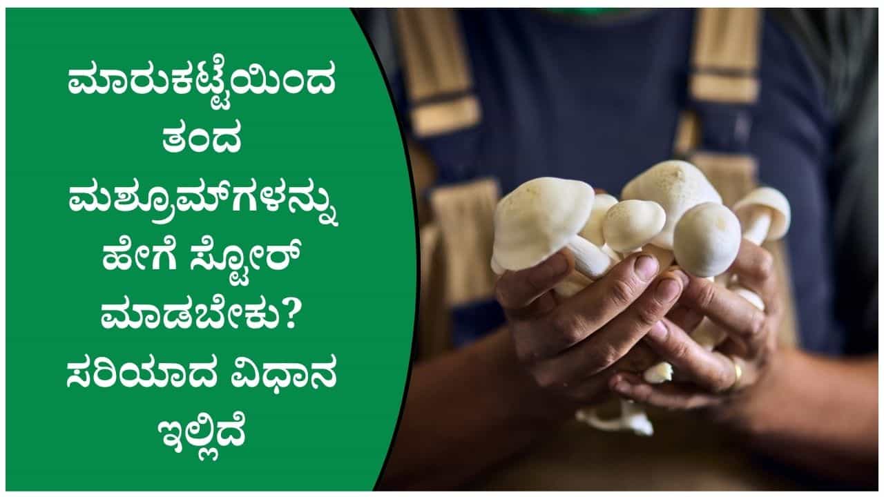 ಮಶ್ರೂಮ್ಗಳನ್ನು ಸ್ಟೋರ್ ಮಾಡುವಾಗ ಈ ತಪ್ಪು ಮಾಡಬೇಡಿ! ಬೇಗ ಹಾಳಾಗದಂತೆ ಹೀಗೆ ಸಂಗ್ರಹಿಸಿ ಮಶ್ರೂಮ್ಗಳನ್ನು ಸ್ಟೋರ್ ಮಾಡುವಾಗ ಈ ತಪ್ಪು ಮಾಡಬೇಡಿ! ಬೇಗ ಹಾಳಾಗದಂತೆ ಹೀಗೆ ಸಂಗ್ರಹಿಸಿ