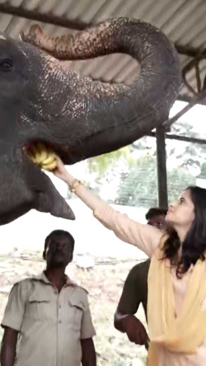 ಅರಮನೆ ಅಂಗಳದಲ್ಲಿ ಬೀಡುಬಿಟ್ಟಿರುವ ದಸರಾ ಗಜಪಡೆಗೆ ಹಣ್ಣು ತಿನ್ನಿಸಿದ ತ್ರಿಷಿಕಾ!