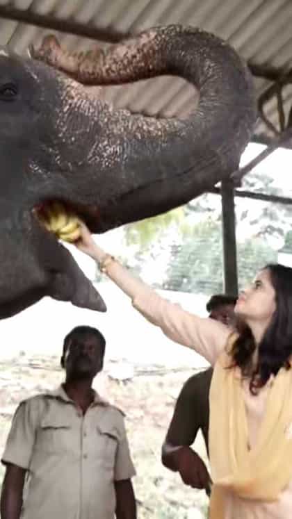 ಅರಮನೆ ಅಂಗಳದಲ್ಲಿ ಬೀಡುಬಿಟ್ಟಿರುವ ದಸರಾ ಗಜಪಡೆಗೆ ಹಣ್ಣು ತಿನ್ನಿಸಿದ ತ್ರಿಷಿಕಾ!
