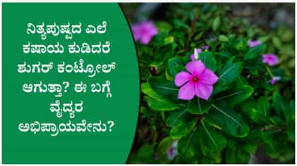 ನಿತ್ಯಪುಷ್ಪದ ಎಲೆ ಕಷಾಯ ಕುಡಿದರೆ ಶುಗರ್ ಕಂಟ್ರೋಲ್ ಆಗುತ್ತಾ?