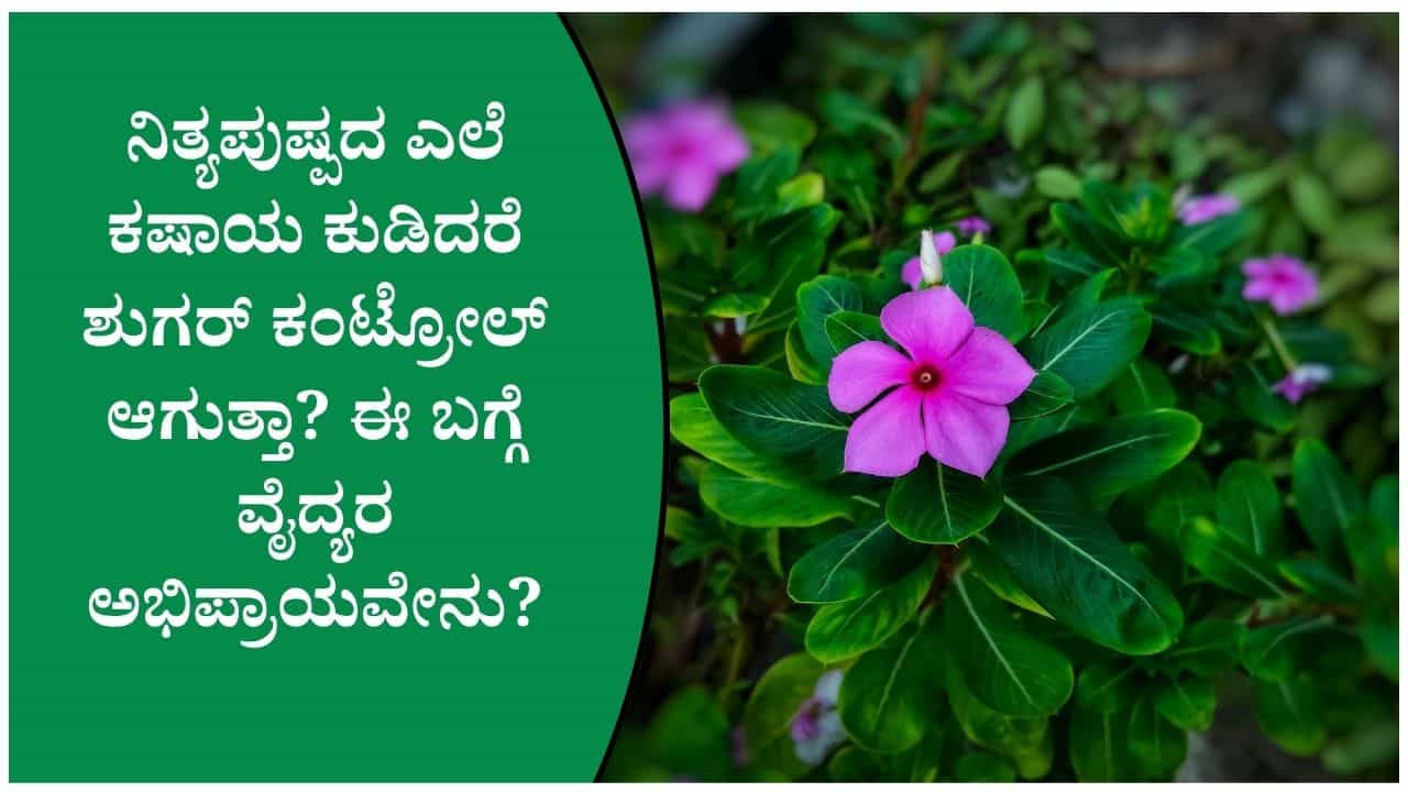 ಮನೆಯ ಅಂಗಳದ ನಿತ್ಯಪುಷ್ಪ ಹೂವು ನಿಜಕ್ಕೂ ಶುಗರ್, ಬಿಪಿಗೆ ಮನೆಮದ್ದಾಗಿ ಉಪಯೋಗವಾಗುತ್ತದೆಯೇ ತಿಳಿದುಕೊಳ್ಳಿ ಮನೆಯ ಅಂಗಳದ ನಿತ್ಯಪುಷ್ಪ ಹೂವು ನಿಜಕ್ಕೂ ಶುಗರ್, ಬಿಪಿಗೆ ಮನೆಮದ್ದಾಗಿ ಉಪಯೋಗವಾಗುತ್ತದೆಯೇ ತಿಳಿದುಕೊಳ್ಳಿ