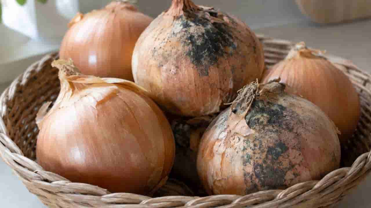 Onion Black Spot: ಈರುಳ್ಳಿಯ ಮೇಲಿನ ಕಪ್ಪು ಕಲೆಗಳು ಏನು? ಇಂಥ ಈರುಳ್ಳಿ ತಿನ್ನಬಹುದೇ?