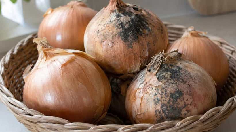 Onion Black Spot: ಈರುಳ್ಳಿಯ ಮೇಲಿನ ಕಪ್ಪು ಕಲೆಗಳು ಏನು? ಇಂಥ ಈರುಳ್ಳಿ ತಿನ್ನಬಹುದೇ?