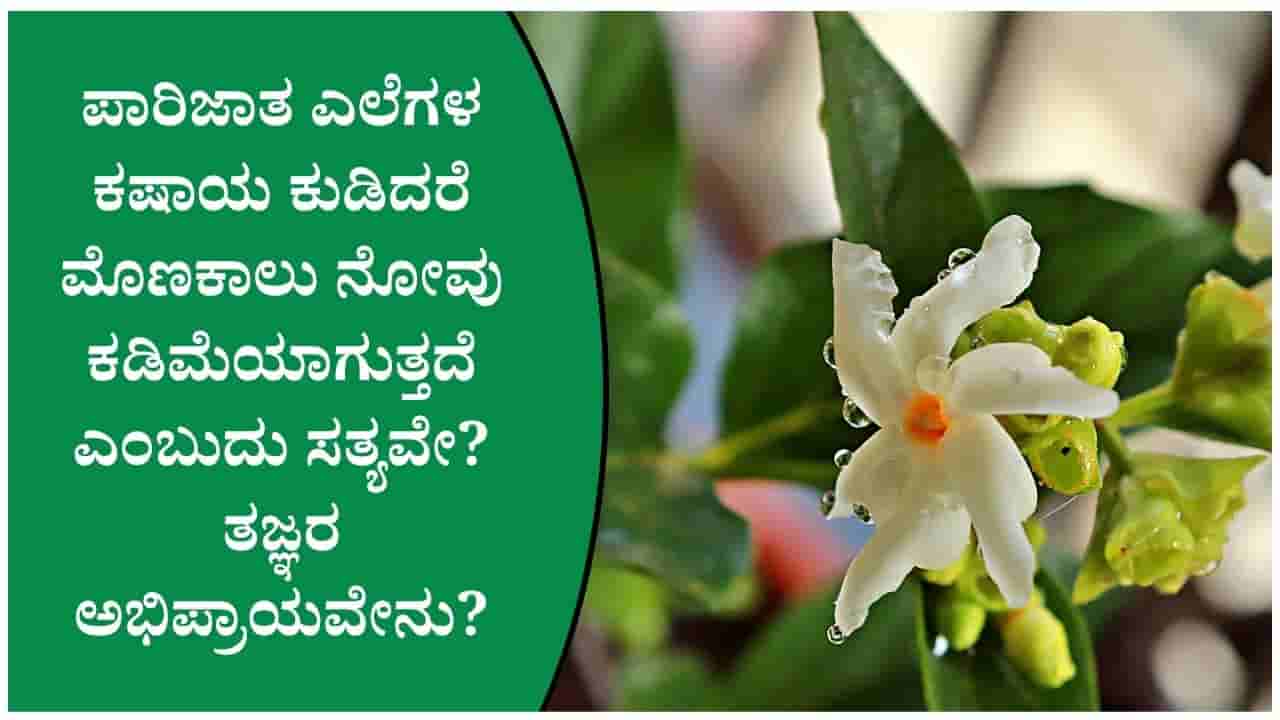 ವರ್ಷಗಳಿಂದ ಕಾಡುತ್ತಿರುವ ಕೀಲು ನೋವಿಗೆ ಪಾರಿಜಾತ ಎಲೆಗಳಿಂದ ಪರಿಹಾರ ಕಂಡುಕೊಳ್ಳಬಹುದೇ; ಇಲ್ಲಿದೆ ಮಾಹಿತಿ