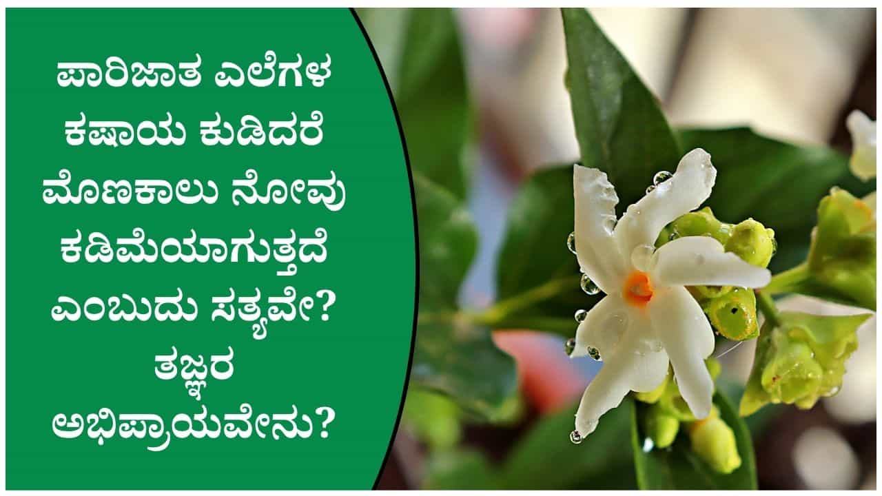 ವರ್ಷಗಳಿಂದ ಕಾಡುತ್ತಿರುವ ಕೀಲು ನೋವಿಗೆ ಪಾರಿಜಾತ ಎಲೆಗಳಿಂದ ಪರಿಹಾರ ಕಂಡುಕೊಳ್ಳಬಹುದೇ... ಇಲ್ಲಿದೆ ಮಾಹಿತಿ ವರ್ಷಗಳಿಂದ ಕಾಡುತ್ತಿರುವ ಕೀಲು ನೋವಿಗೆ ಪಾರಿಜಾತ ಎಲೆಗಳಿಂದ ಪರಿಹಾರ ಕಂಡುಕೊಳ್ಳಬಹುದೇ... ಇಲ್ಲಿದೆ ಮಾಹಿತಿ